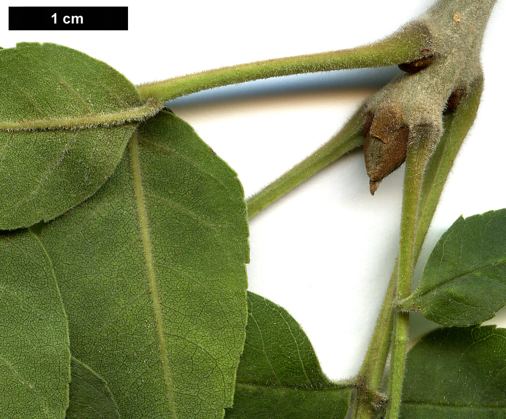High resolution image: Family: Oleaceae - Genus: Fraxinus - Taxon: angustifolia - SpeciesSub: subsp. oxycarpa